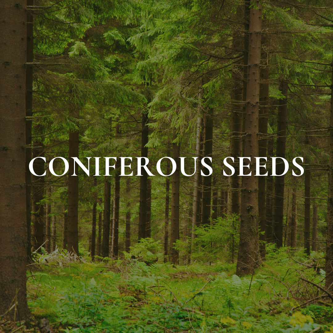 Coniferous Seeds