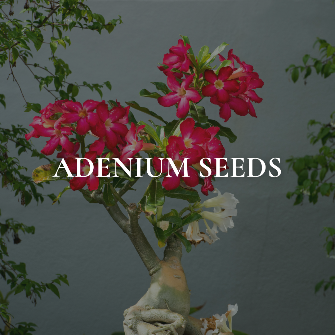Adenium (Desert Rose) Seeds