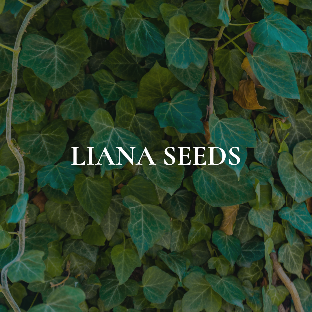 Liana Seeds