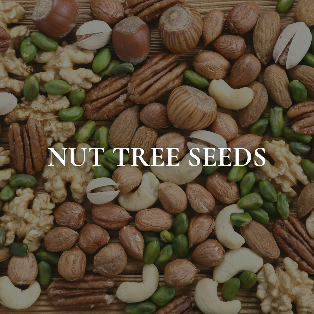 Nut Tree Seeds
