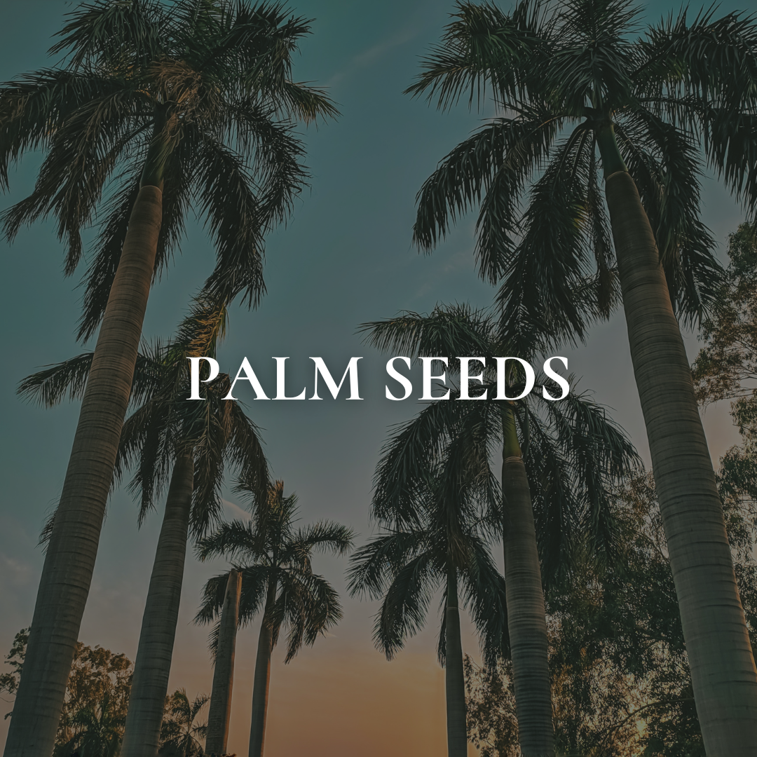 Palm Seeds