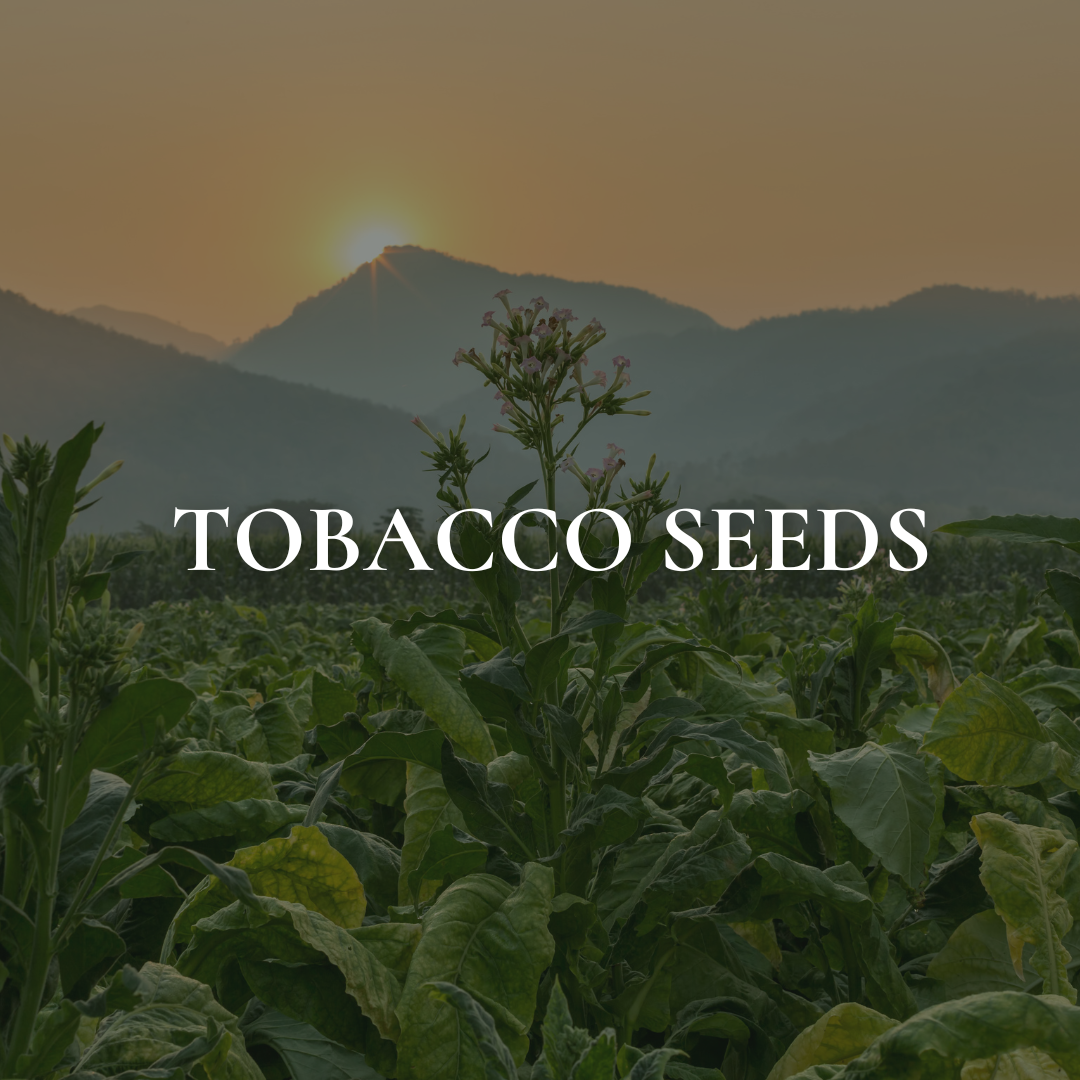 Tobacco Seeds