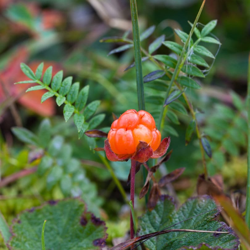 Cloudberry Seed Kit (5) - Grow Your Own Rubus chamaemorus, Arctic Delight, Perfect Gift for Garden Enthusiasts